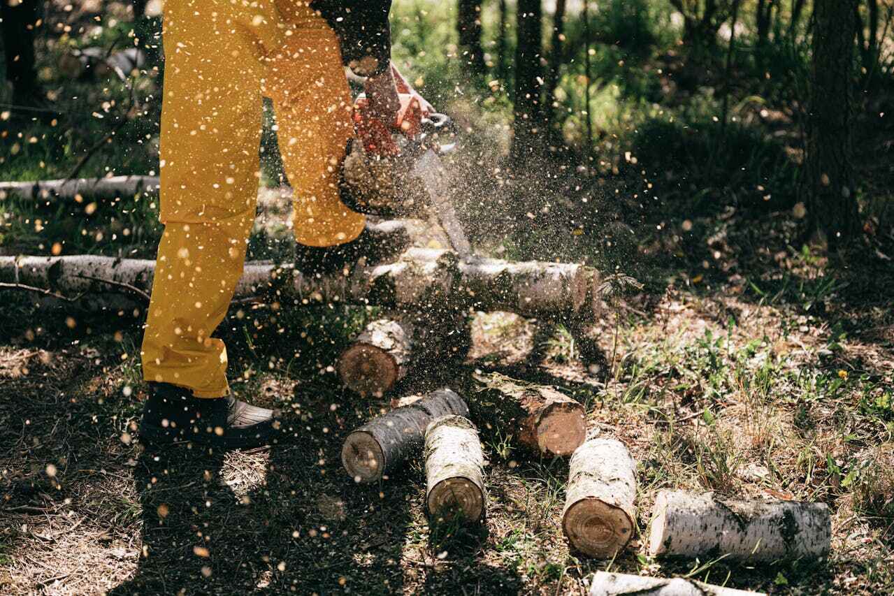 Best Stump Grinding Near Me  in Seagoville, TX